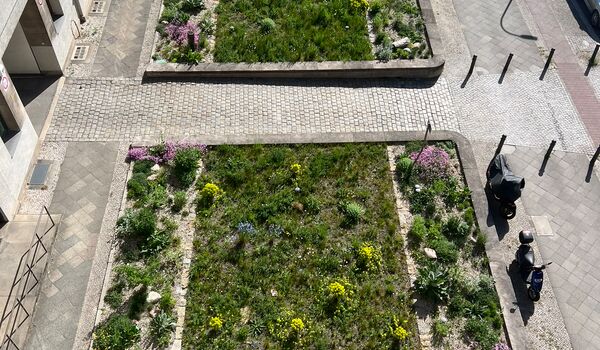 Naturnahe Firmengelände: Berliner Bau- und Wohnungsgenossenschaft von 1892 eG, naturnahe Fläche etwa ein Jahr nach der Umgestaltung