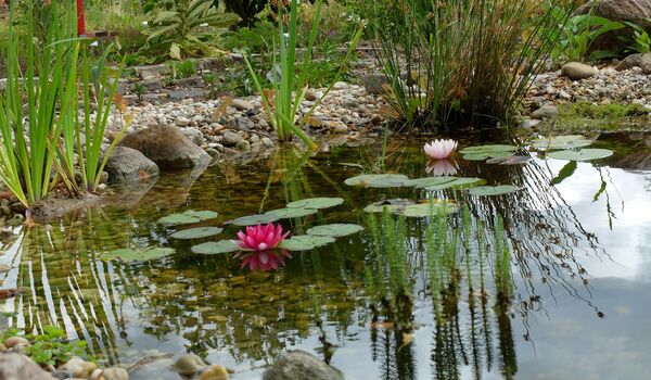 Wildbienenschaugarten Schöneweide: Gartenteich