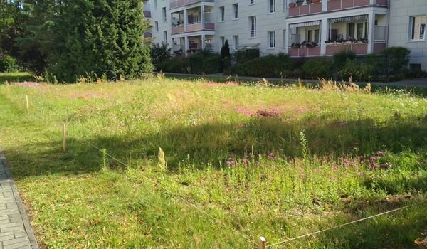 Stadtnatur: Wiese (am Anfang ihrer Entwicklung)