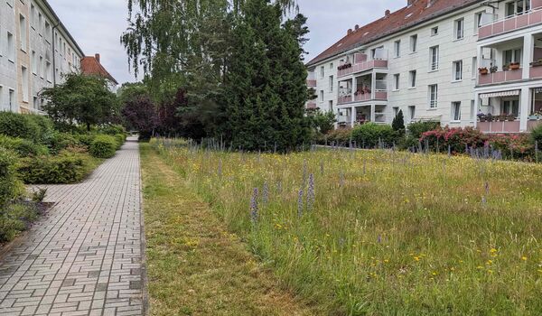 Stadtnatur: Wiese