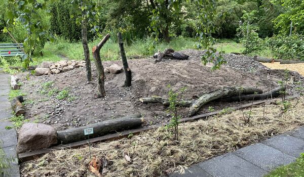 Unbepflanzte Fläche mit Totholz auf dem Gelände des Schul-Umwelt-Zentrums (SUZ) Berlin Mitte, die schrittweise naturnah gestaltet wird