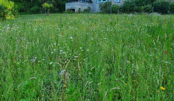 Stadtnatur: Wiese in Berlin-Steglitz