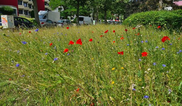 Stadtnatur: Blumenwiese aus dem Projekt "Sichtbar Grün"