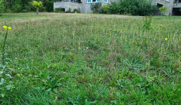 Stadtnatur: Wiese in Berlin-Steglitz