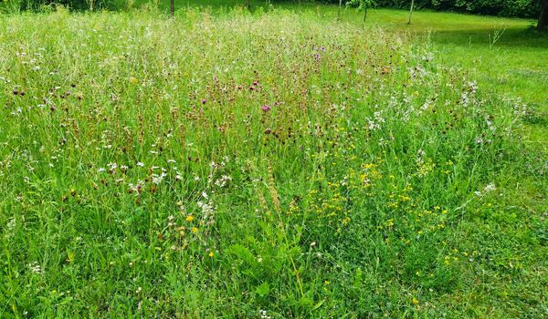 Blumenwiese in Steglitz