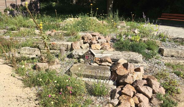 Stadtnatur: blühende heimische Wildpflanzen, Insektennisthilfe, Steinhaufen
