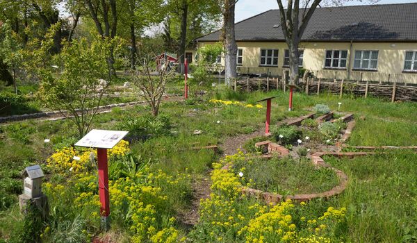 Wildbienenschaugarten Schöneweide: Blütenpracht