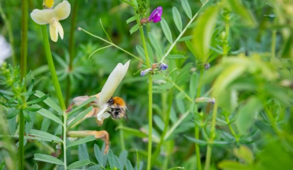 Nektar- und pollenreiche Pflanzen locken zahlreiche Wildbienen in den Schaugarten in Berlin-Treptow