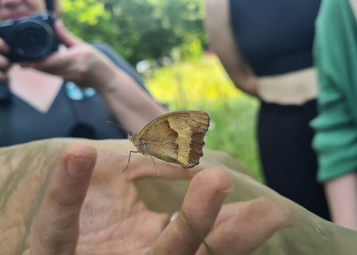 Ein Tagfalter sitzt auf einem Fangnetz während einer Führung in einer naturnahen Anlage.