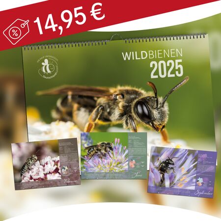 Biodiversität fördern: Mit dem Kauf eines Wildbienenkalenders 2025