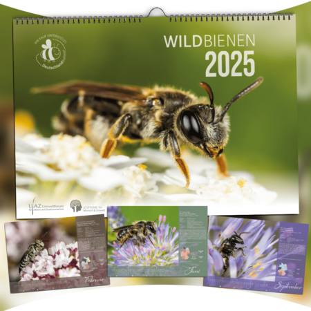 Wildbienenkalender 2025