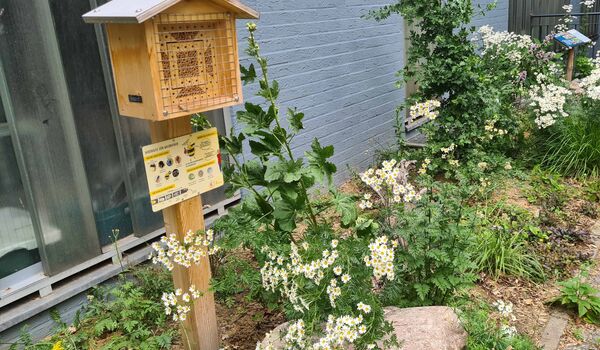 Stadtnatur: Naturnah gestalteter Innenhof mit Wildbienennisthilfe