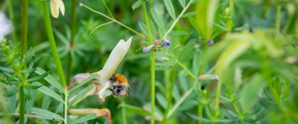 Nektar- und pollenreiche Pflanzen locken zahlreiche Wildbienen in den Schaugarten in Berlin-Treptow