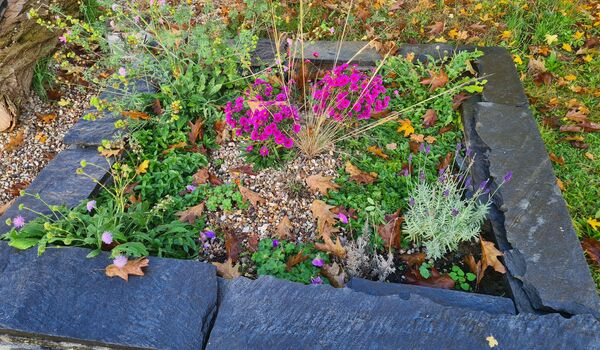 Herbst-Impression: Naturnah gestaltetes Beet (als Element eines Trittsteinbiotops) auf der Fläche der Ev. Luther-Kirchengemeinde Alt-Reinickendorf (Berlin-Reinickendorf)