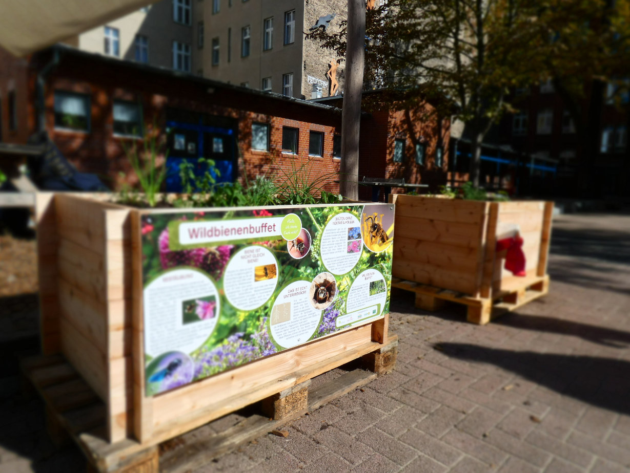 Projekt "Wildbienenbuffets für Grundschulen": Grundschüler weihen Hochbeete mit insektenfreundlichen Pflanzen ein