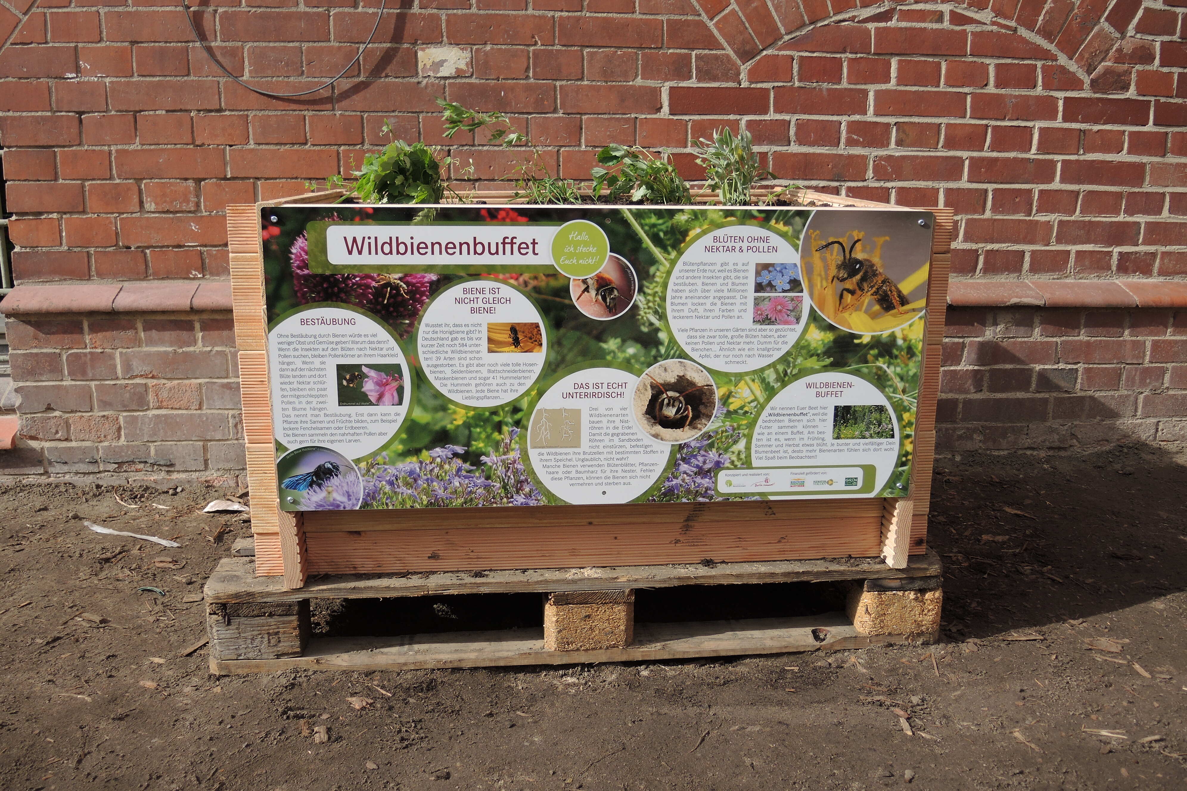 Projekt "Wildbienenbuffets für Grundschulen": Hochbeet mit insektenfreundlichen Pflanzen